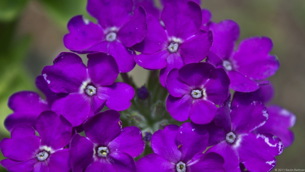 Purple Flowers