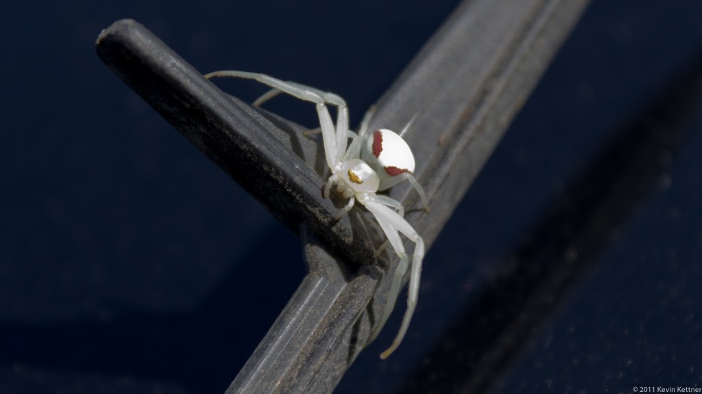 White Spider 1