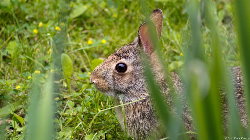 Young Rabbit