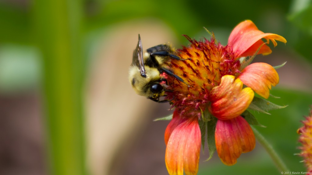 Bumble Bee 1
