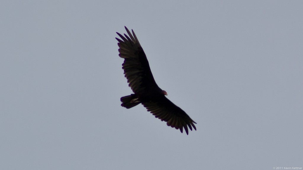 Turkey Vulture 1