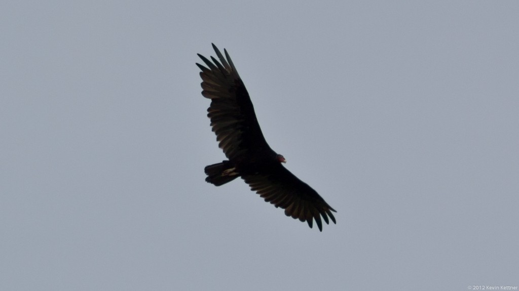 Turkey Vulture 8236