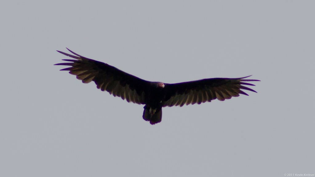 Turkey Vulture 2