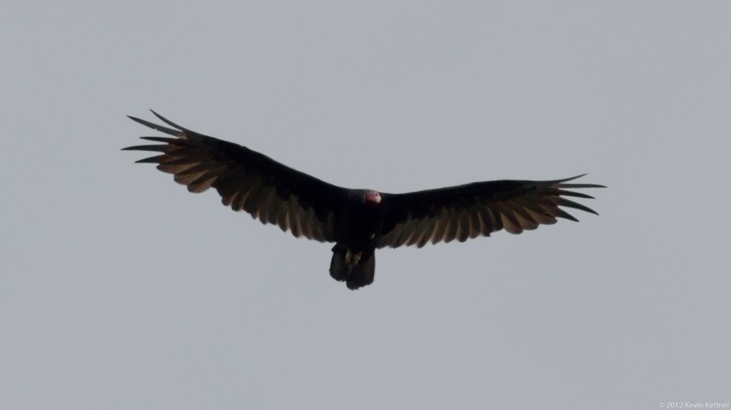 Turkey Vulture 8239