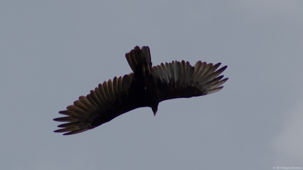 Turkey Vulture 3