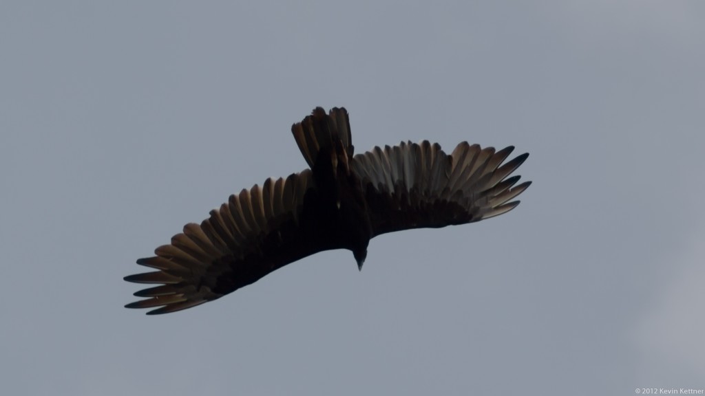 Turkey Vulture 8245